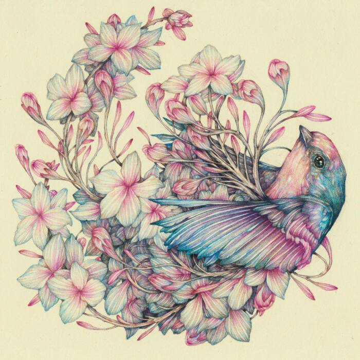 线描 动物绘画 插画 鸟花