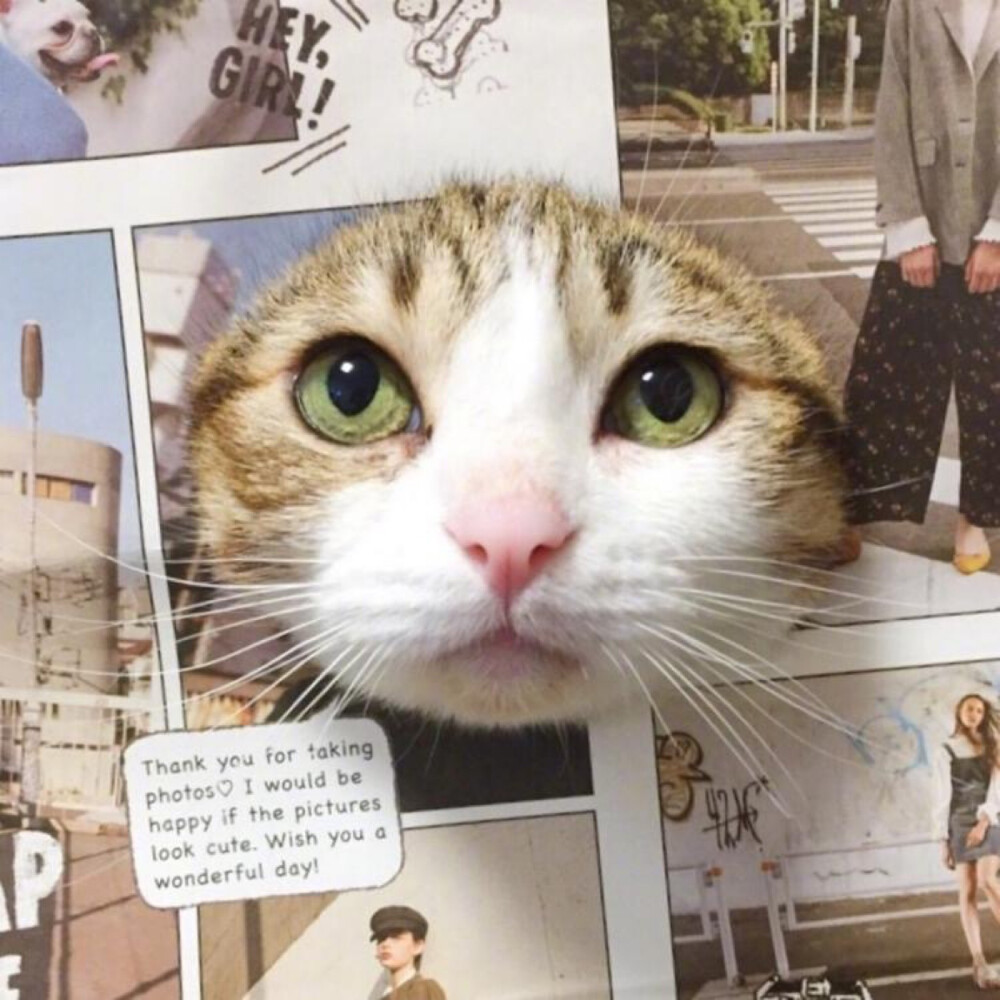 猫咪头像 基友/闺蜜/情侣 头像