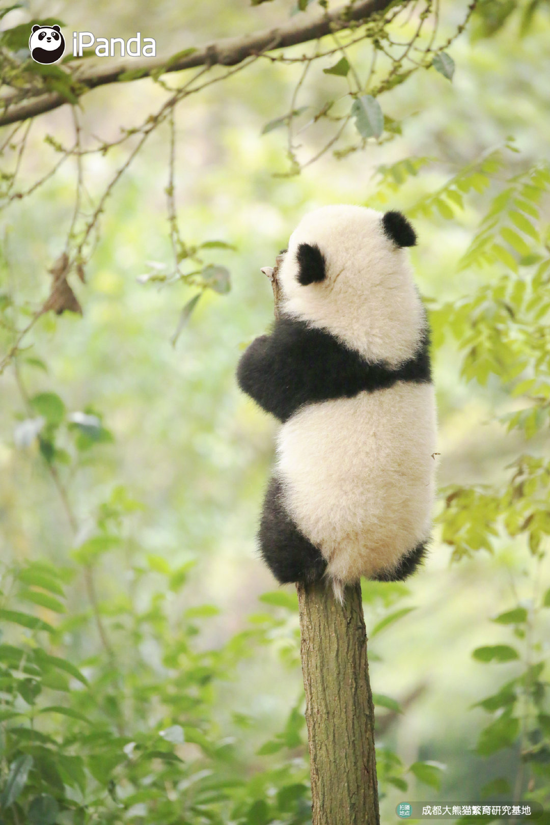 大熊猫爬树 库存照片. 图片 包括有 幼崽, 耳朵, 活动家, 眼睛, 巨型, 表面, 题头, 蓬松, 肥胖 - 215652906
