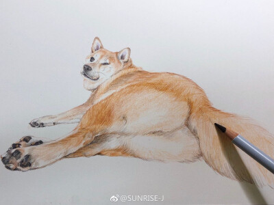 彩铅|柴犬狗狗绘画步骤纸张:麦大米彩铅本