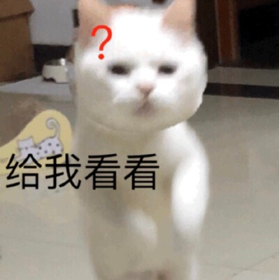 鹅笑动态表情包