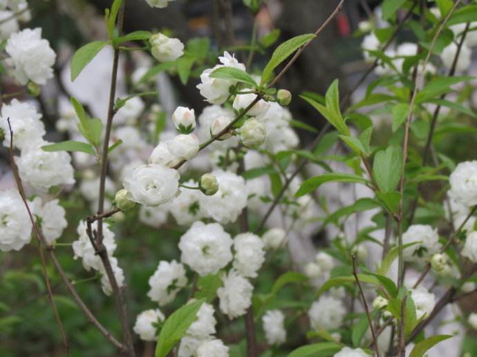 麦李,郁李,仙气的花花