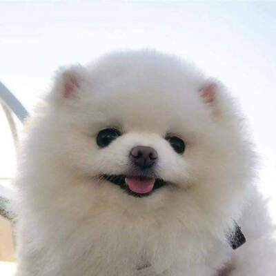 可爱小动物情头