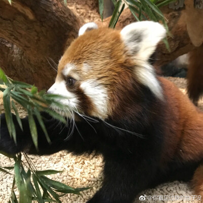 头像 小熊猫