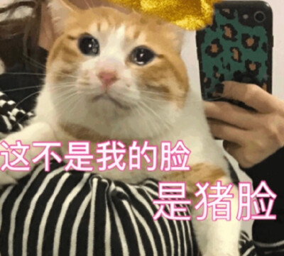 鹅笑动态表情包