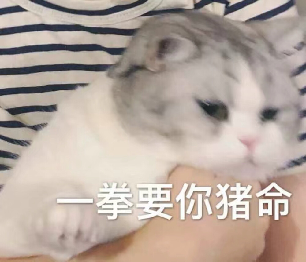 小猫咪表情包