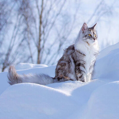 西伯利亚猫雪地景呀,我的妈美哭了