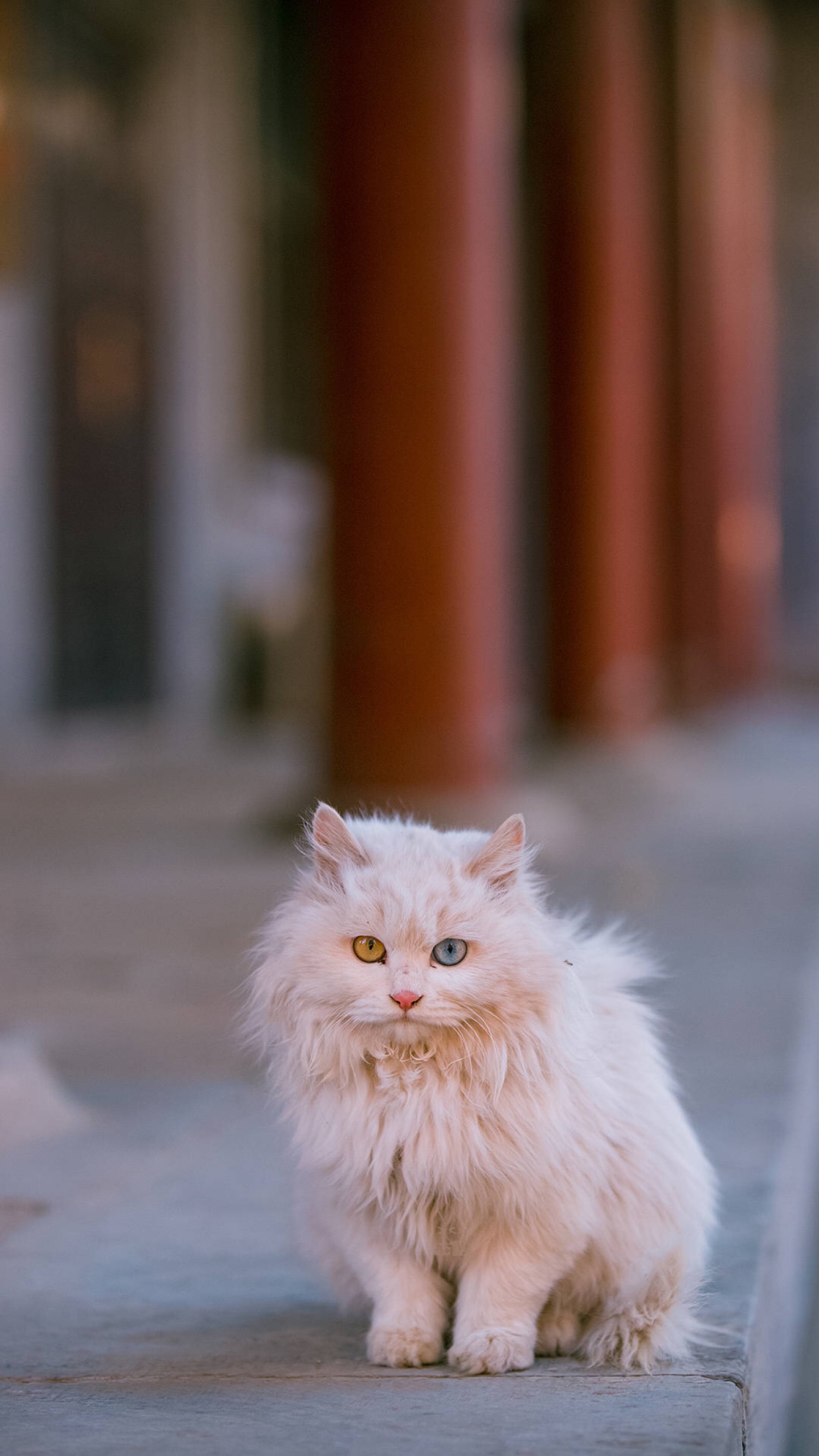 自存,猫咪壁纸.图片来源:喵呜不停.最喜爱的拍猫博主.