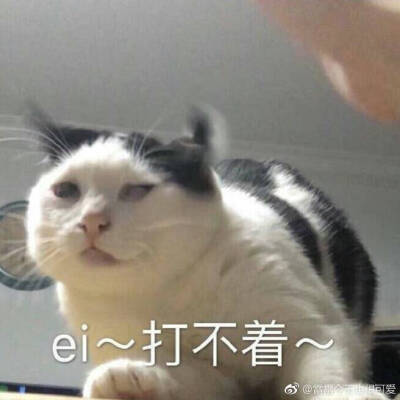 热门猫咪表情包