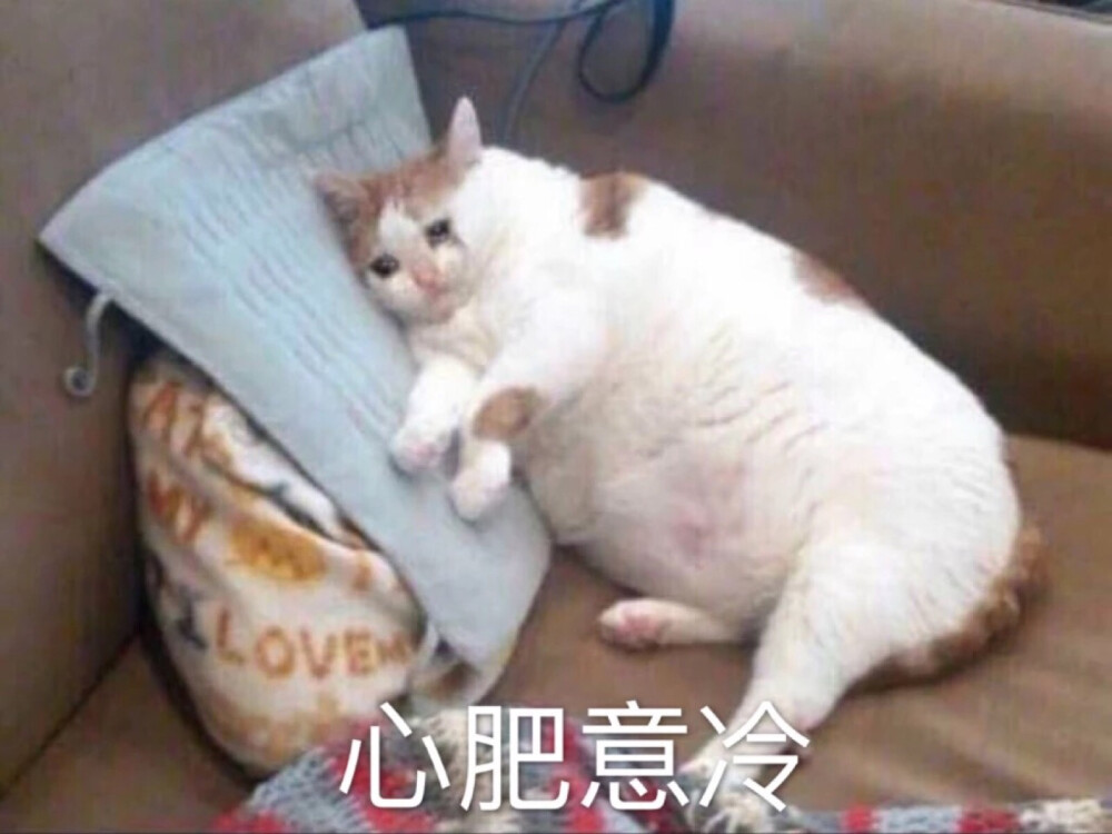 猫猫表情包