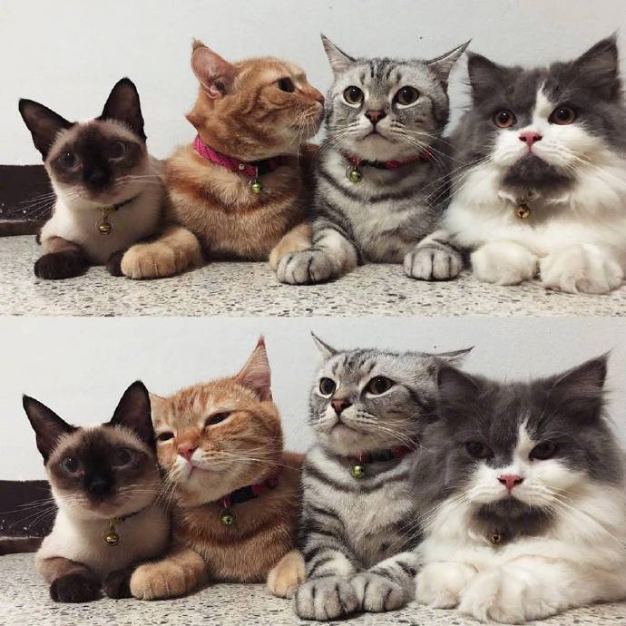 主人给四只猫一起拍照,橘猫一点都不安分 by/fb