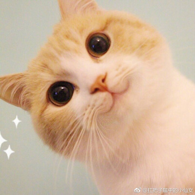 可爱超萌猫猫表情包