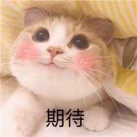 猫猫表情包