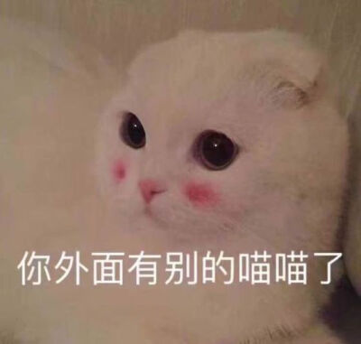 猫猫表情包