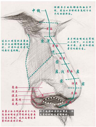 鼻骨,分面像和结构示意图