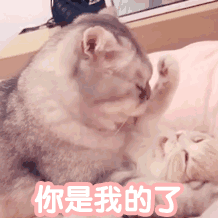 动图表情包