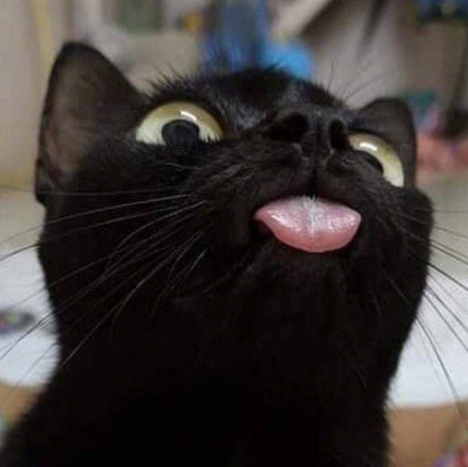 猫咪吐舌头可爱桌面壁纸 -桌面天下（Desktx.com）