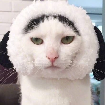大佬vs小怂包猫咪情头
