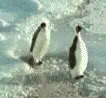 沙雕企鹅表情包
