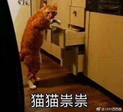 猫猫祟祟