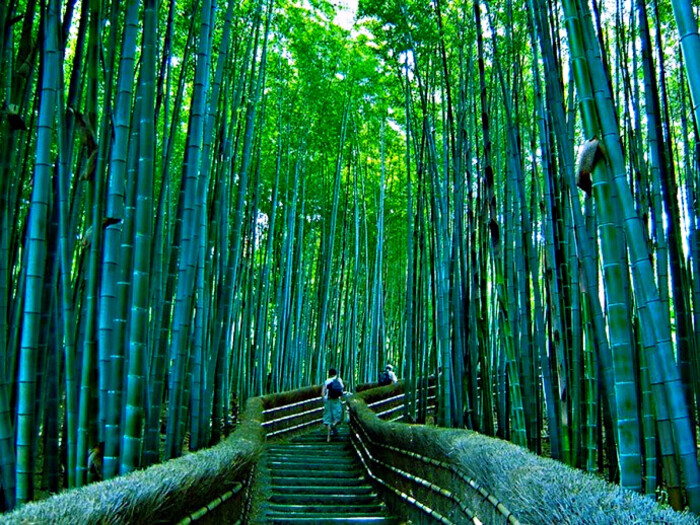 京都岚山一半的美来自红叶,另一半则来自竹林.