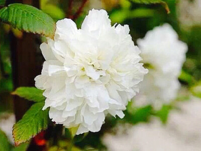 每年6-7月是荼蘼的花期,如雪般白色的大花开罢,整个春天轰轰烈烈的花