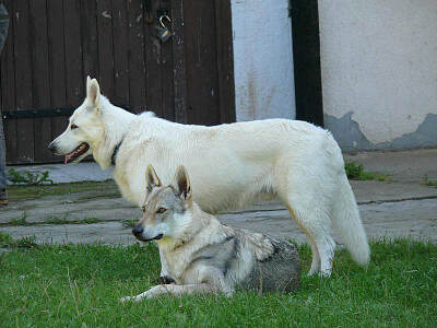 捷克狼犬新培育的犬种,由德国牧羊犬与喀尔巴阡山脉狄膜拜狼繁殖选育