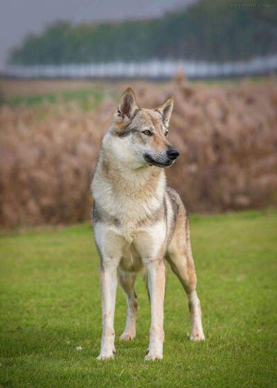 捷克狼犬新培育的犬种,由德国牧羊犬与喀尔巴阡山脉狄膜拜狼繁殖选育