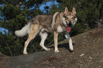 捷克狼犬新培育的犬种,由德国牧羊犬与喀尔巴阡山脉狄膜拜狼繁殖选育