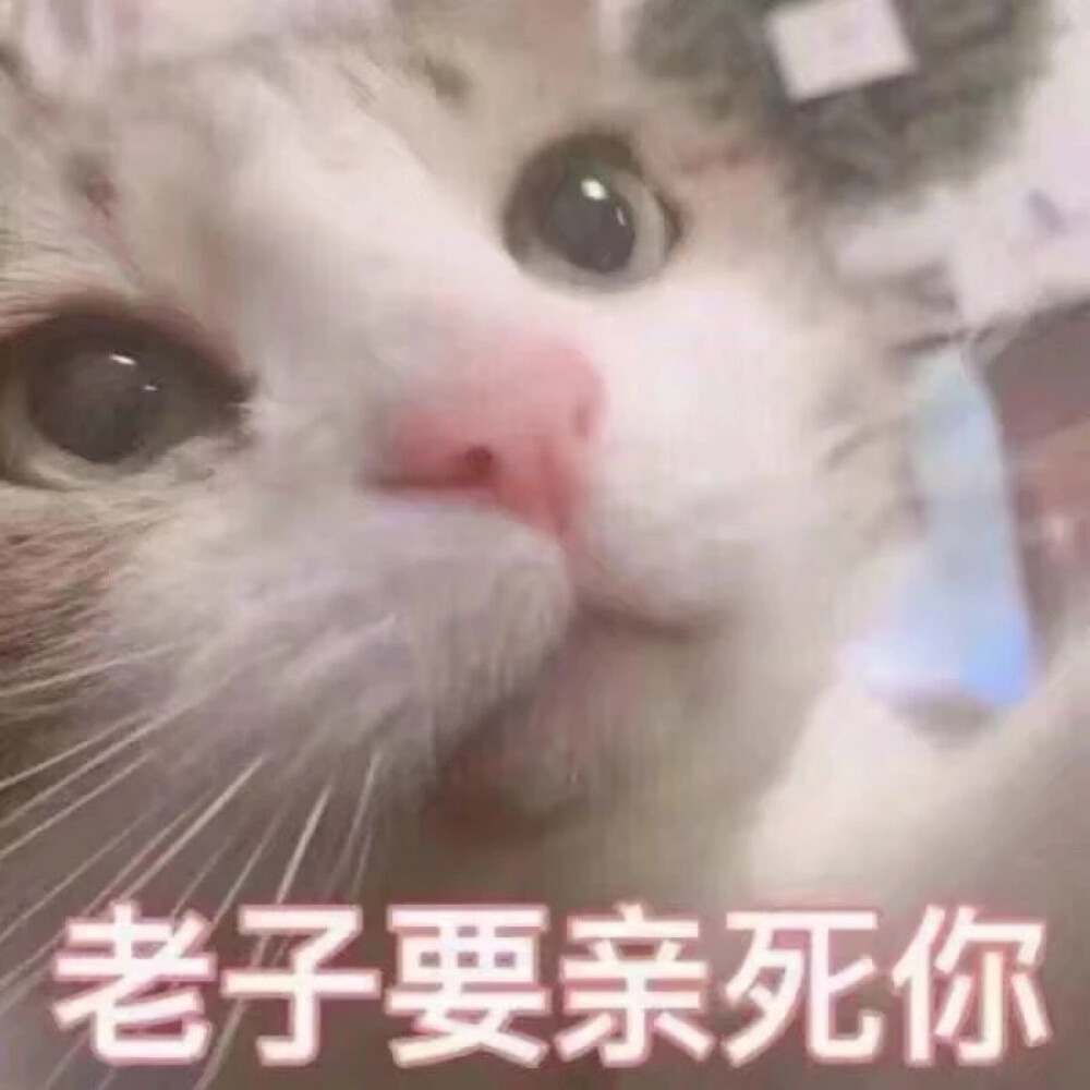 可爱猫咪表情包