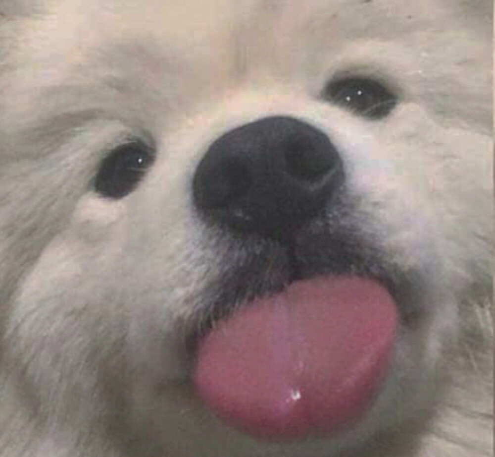 狗狗头像