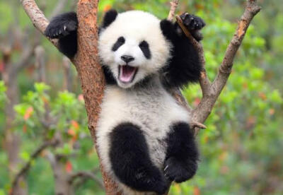 动物世界,大熊猫宝宝
