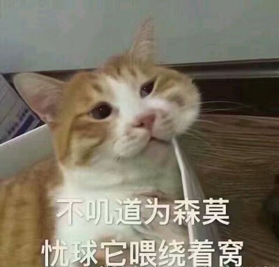 猫咪表情包微信哭
