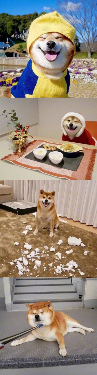 戴眼镜柴犬的微笑