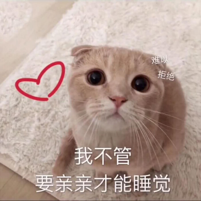 猫咪表情包太可爱了吧 我也想上推荐呀呀呀