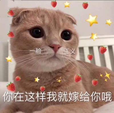 猫咪表情包太可爱了吧 我也想上推荐呀呀呀