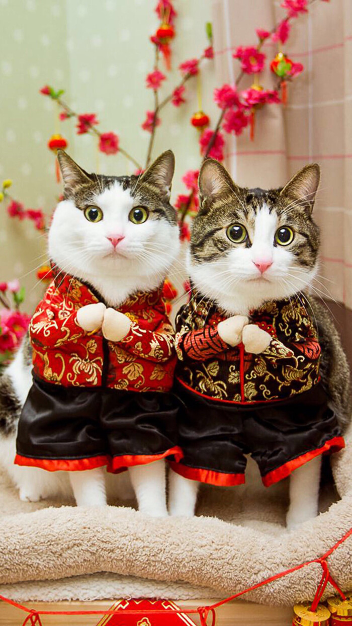 可爱萌宠 猫咪手机壁纸 原创高清喵星人壁纸 微