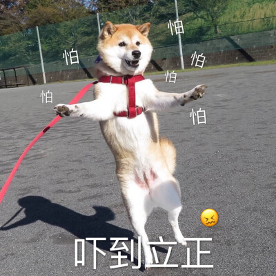 超可爱柴犬表情包