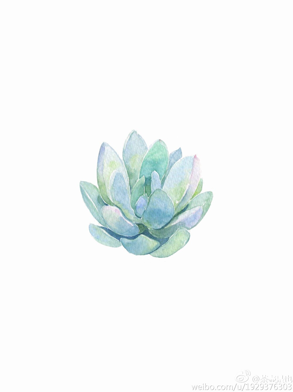 植物 花卉 多肉 手帐素材 插画 手绘 水彩 彩绘 板绘 动漫 头像 壁纸