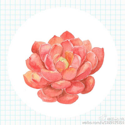 植物 花卉 多肉 手帐素材 插画 手绘 水彩 彩绘 板绘 动漫 头像 壁纸