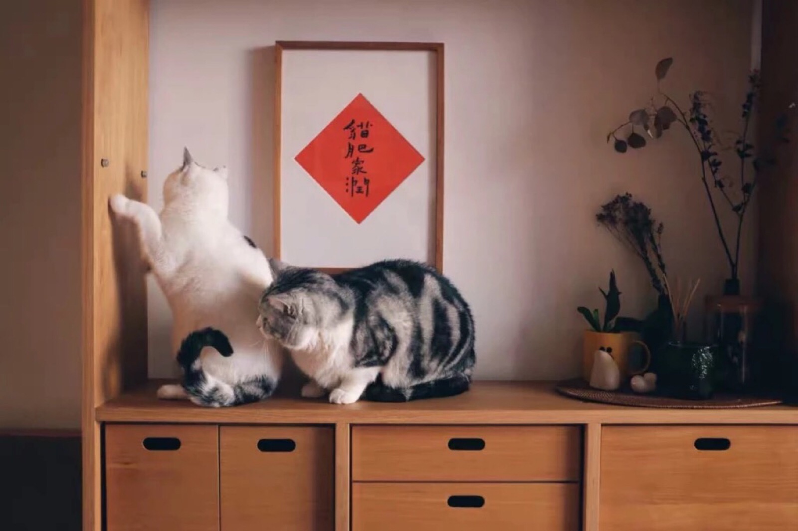 猫肥家润