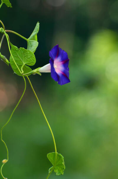 花草植物