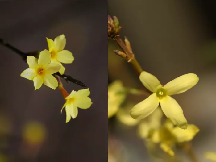 左边迎春花有六个花瓣,右边寸寸金连翘只有四个花瓣