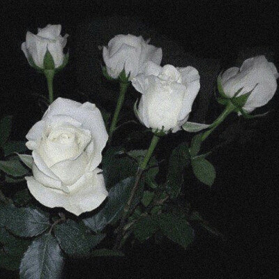 背景/白玫瑰