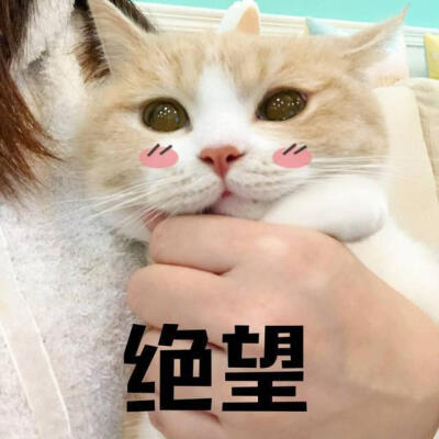 拉手猫猫表情包