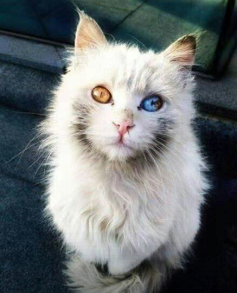 异瞳 猫