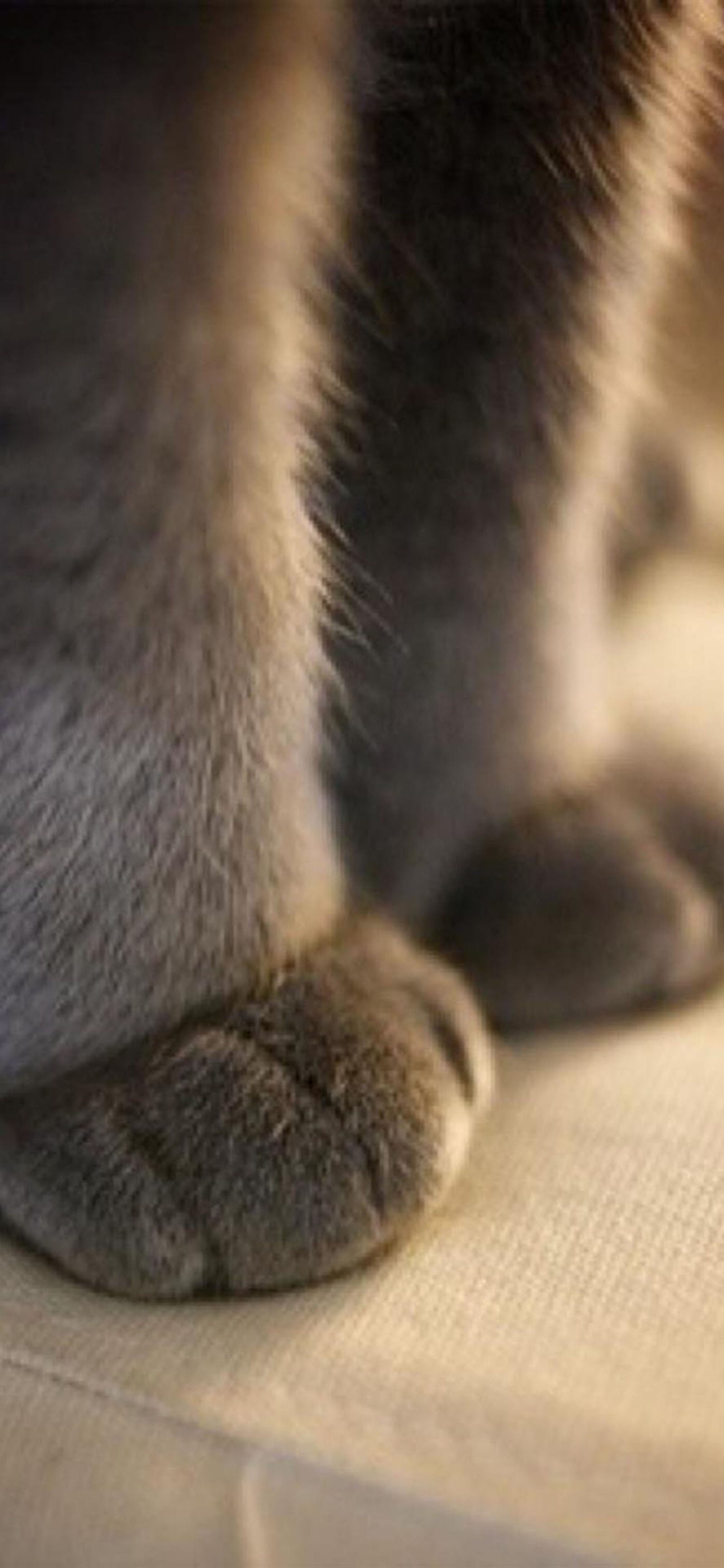 有人和我一样喜欢猫科动物的爪子吗，就是厚厚的，看起来很敦实的大爪爪？ - 知乎