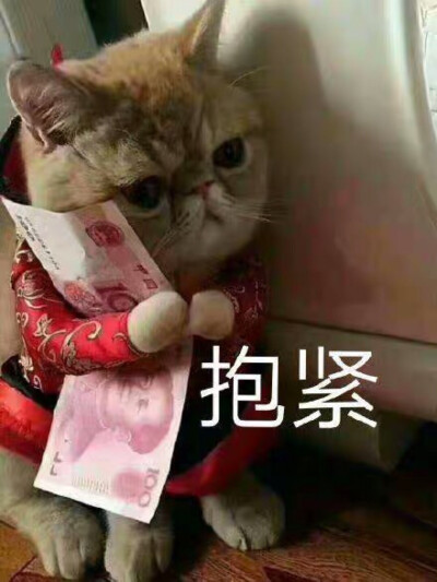 猫猫 狗 表情包 呼呼哈哈 可爱头像