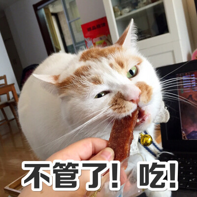 [表情包〕猫咪 不管了!吃!