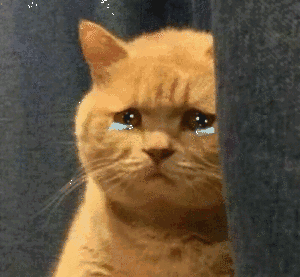 猫猫表情包
